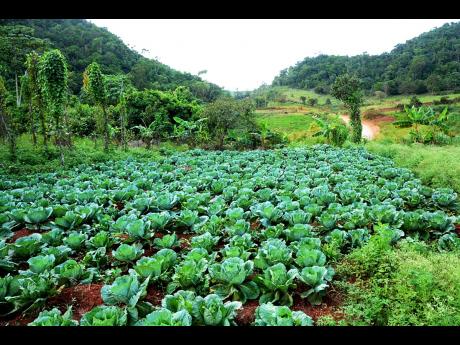 A plot of reclaimed bauxite lands in St Ann being used for farming.