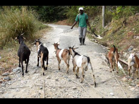 Ronald Osborne on a trip to the hills with his herd of goats to seek food as the drought has affected his regular pasture land in Font Hill, St Thomas.