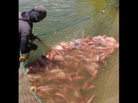 In this file photo a farmer is seen with a catch of fish in a aquaculture farm. 