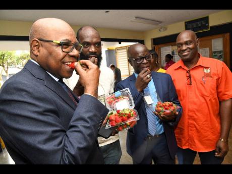 Fitzroy Mais (second left), farmer of Content Gap in St Andrew, shares a sample of strawberries grown on his farm with (from left) Tourism Minister Edmond Bartlett and Winston Simpson, acting CEO of the Rural Agricultural Development Authority (RADA), whil