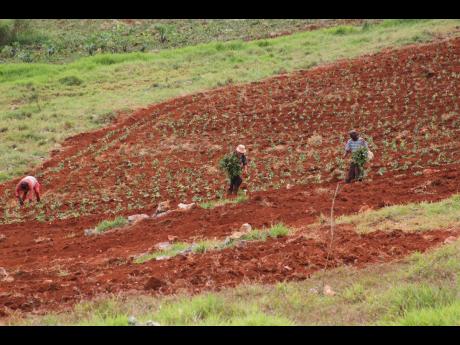 
This 2021 photograph shows farmers in Berry Hill, Manchester planting potatoes on bauxite mining reclaimed land. 