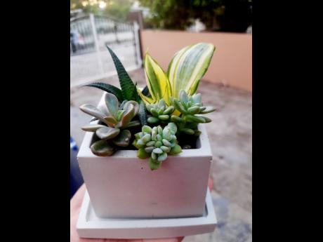 Succulent planters continue to be a big hot item among her customers.