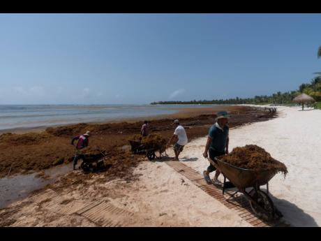 Workers, who were hired by residents, remove sargassum seaweed from the Bay of Soliman, north of Tulum, Quintana Roo state, Mexico, August 3, 2022.