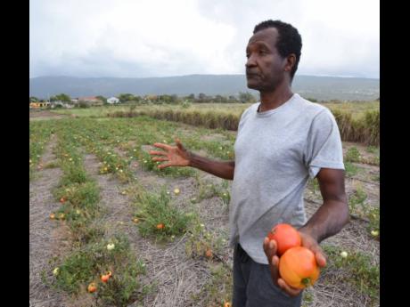 John Davis, a farmer in Flagaman, St Elizabeth, laments the huge losses on his farm as a drought affects his watermelon, tomato, melon, cantaloupe crops. He has failed to reap a single pound of watermelon from his latest crop.