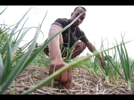 Deron Moxam tending to his onion farm in Flagaman, St Elizabeth, last Friday. He is hoping that the Government will move swiftly to deliver promised support with water to irrigate farms in the island’s Breadbasket Parish.