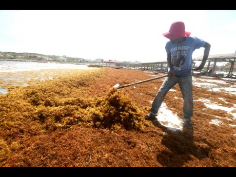A man clears sargassum from a section of Sugarman’s Beach in Hellshire, St Catherine.