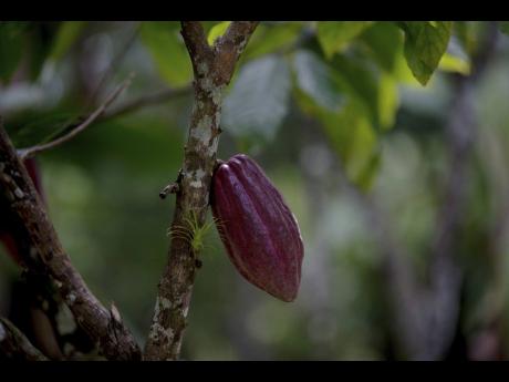 Cacao, the dried seeds at the root of chocolate.