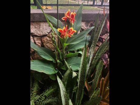 The canna indica, known for its beautiful flowers and leaves, thrives outdoors in our tropical climate.