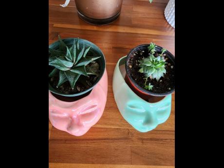 Succulents anyone? Douglas is parent to fairies waterboard (left) and houseleek (right). Both will make wonderful additions to your indoor decor. 