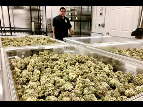 
Joseph DuPuis, co-founder of Doc & Yeti Urban Farms, a licensed cannabis producer, looks out at marijuana buds in Tumwater, Washington, on March 15. Along the West Coast, which has dominated US marijuana production from long before legalisation, producers