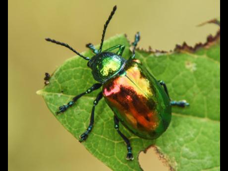 This image released by Timber Press shows a Dogbane beetle from the book "Nature's Best Hope: How You Can Save the World in Your Own Yard" 