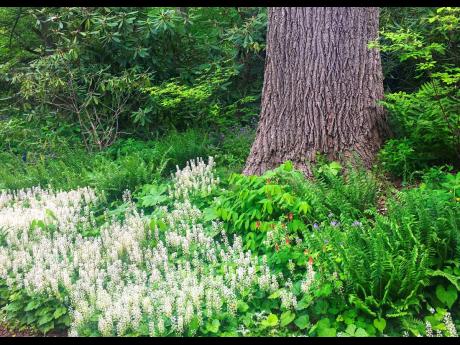 This image released by Timber Press shows foamflower at the base of a tree from the book “Nature’s Best Hope: How You Can Save the World in Your Own Yard” 