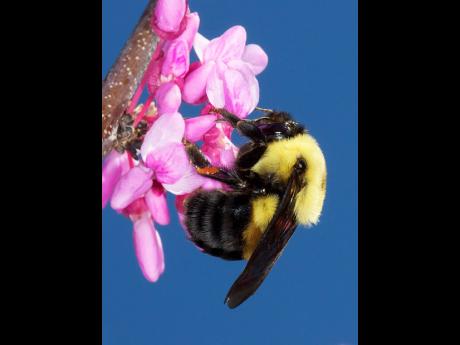 This image released by Timber Press shows a bumblebee pollinating a flower from the book “Nature’s Best Hope: How You Can Save the World in Your Own Yard” 