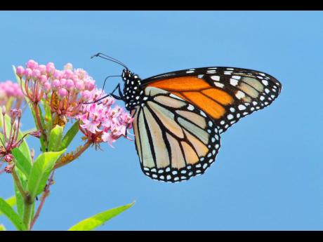 This image released by Timber Press shows a Monarch butterfly resting on milkweed from the book “Nature’s Best Hope: How You Can Save the World in Your Own Yard” 