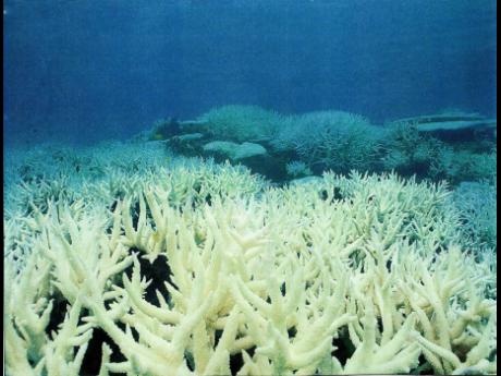 A bleached coral reef. The CoralCarib is to improve marine diversity in 1,871 hectares of priority coral reef ecosystems in Cuba, the Dominican Republic, Haiti, and Jamaica.