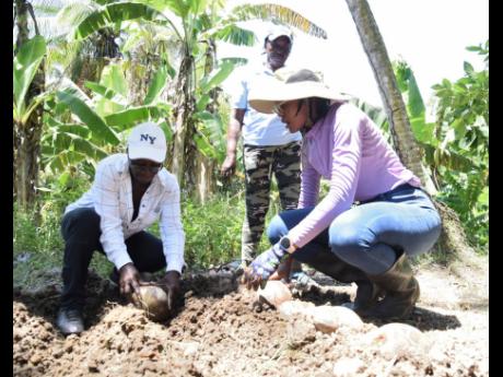 Desireina Delancy (right), coconut technician at the Caribbean Agricultural Research and Development Institute (CARDI), teaches members of the Kanga Gully Farmers Group in Nutts River, St Thomas, how to prepare a coconut nursery and plant seedlings during 