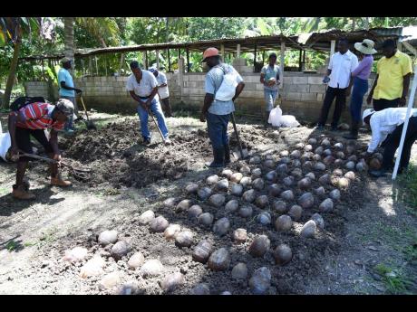 Members of the Kanga Gully Farmers Group in Nutts River, St Thomas, prepare a coconut nursery and plant seedlings during the training session. 