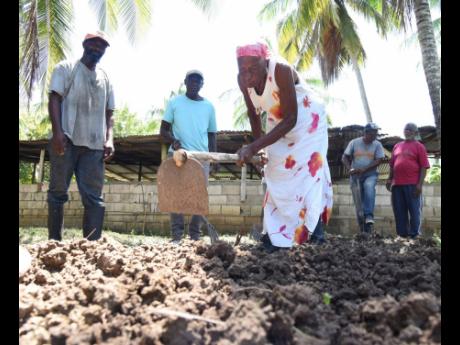 Colleague farmers look on as 85-year-old Patricia Garrick tills the soil to prepare a nursery for coconut seedlings during last Tuesday’s training session led by representatives from the Caribbean Agricultural Research and Development Institute with memb