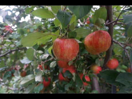 The honeycrisp apple is one of the sweetest varieties cultivated on a Canadian apple farm, which was visited on October 13, 2022 by a team of Jamaican factfinders, who were probing the status of Jamaican farm workers in Canada.