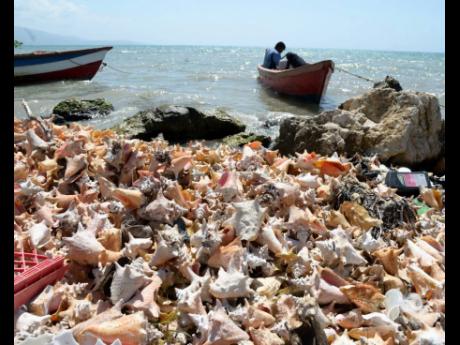 Hundreds of conch shells along the beach behind the Savanna-la-mar Market.