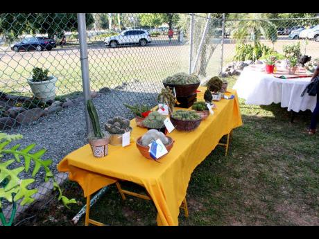 Succulents on display at the Jamaica Horticultural Society flower show.