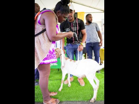 Farmers engage in administering parasite treatment to a goat during the World University Service of Canada (WUSC) Caribbean and Nutramix parasite management training session at the Rural Agricultural Development Authority headquarters in Kingston yesterday
