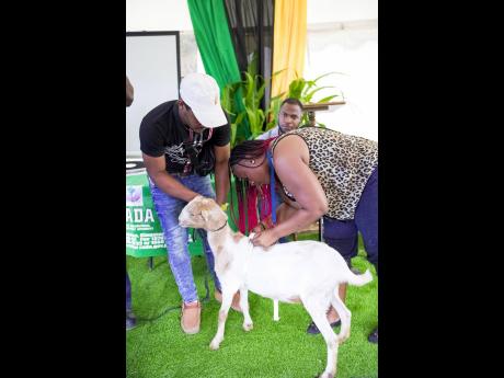 Farmers engaged in administering parasite treatment to a goat during the World University Service of Canada (WUSC) Caribbean and Nutramix parasite management training session at the Rural Agricultural Development Authority headquarters in Kingston yesterda