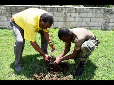 Savanna-la-Mar Mayor Bertel Moore (left) plants a guava tree at the New Hope Primary and Junior High School, with the assistance of  Jamaica Defence Force Private Antonio Ramsey on Labour Day, May 23.