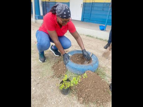 Fiona Harrison, chief superintendent at Clarendon Distillers Ltd, digs a hole to plant a Duranta erecta plant at the St Margaret Mary Basic and Prep School on Labour Day.