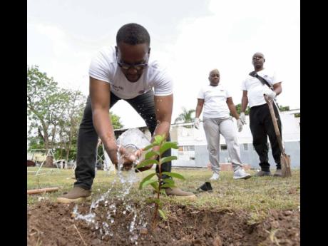 Cranston Ewan, CEO, 138 Student Living, waters a guava plant shortly after he and members of his staff planted it on the compound of  the Jamaica National Children’s Home in St Andrew, as part of their Labour Day project. Looking on are Marva Thompson, r