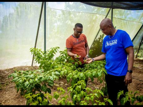 Sunbeam Boys’ Home director, Desmond Whitley (left), shows off peppers growing in the facility’s greenhouse to Access Financial Services acting CEO, Hugh Campbell. Access Financial is one of the home’s sponsors.