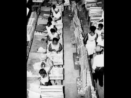 In this 1963 photo workers are seen sorting out fruits at the Citrus Growers Association processing plant in Bog Walk. 