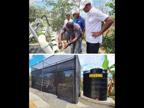Factories Corporation of Jamaica Limited (FCJ) Chairman Lyttleton Shirley (right) looks on as the Salvation Army Eastern Jamaica Division member sows a seedling into the hydroponics system. Also observing are Central Greenhouse Supplies and Services’ Jer
