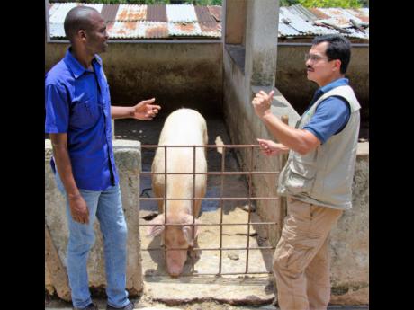 Demain Edwards (left), farm manager at the Richmond Farm Adult Correctional Centre, shares insights on the operations of its piggery unit with Mario Figueroa, general manager at JP Farms, during a recent tour of the St Mary facility. JP Farms has pledged a