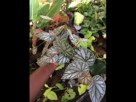 Begonias, according to Henry, are known for their beautiful foliage and and make for great house plants. “They prefer shade over direct sunlight,” she said.