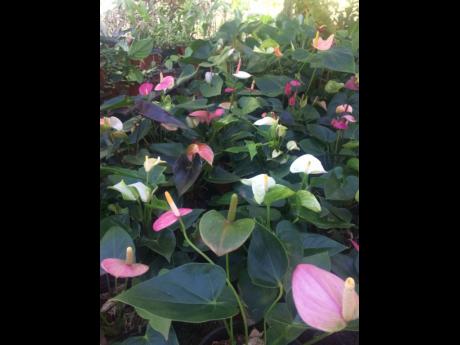 The miniature anthuriums are Henry’s favourite plants because they do not require much care. “As long as they are in a cool area and they are getting an adequate amount of water, they’re good,” she shared.