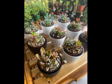 Succulents are great for persons who are looking to elevate their interior, whether office or home. They’re low maintenance by nature and are popular offerings at Kadi Garden.
