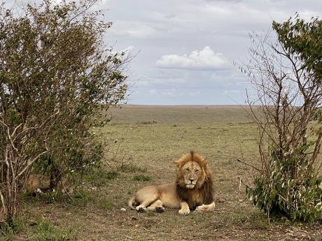 ‘The Lion King’? More like the Lazy King, according to Thomas. She spotted the leader of the pride while sightseeing at Maasai Mara National Reserve in Kenya.