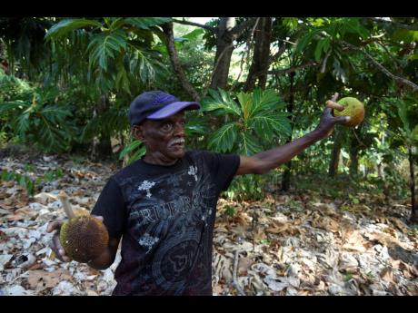 Farmer Amos Dobbs shows two stunted breadfruits that fell from the tree prematurely because of drought conditions at his farm in Lloyds, St Thomas, earlier this year.