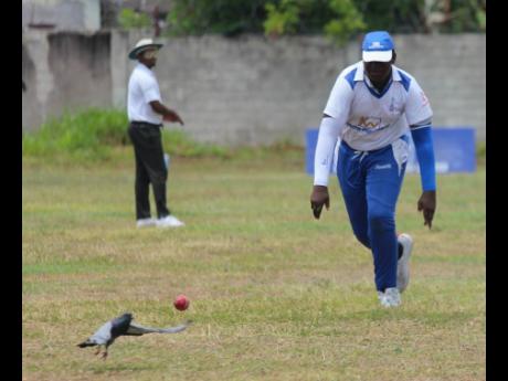 Kingston’s Jadon Lynch watches as a pigeon flies away as he attempts to field the ball during the Kingston Wharves U15 semifinal against St Mary at Nelson Oval yesterday.