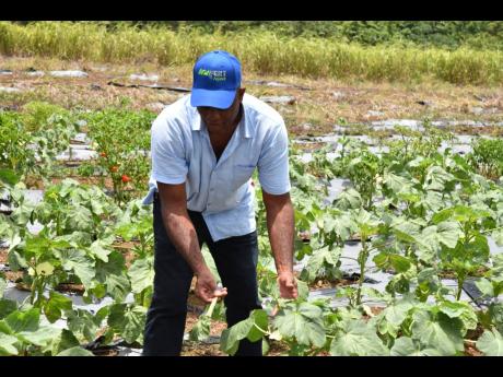 Patrick White shows a vegetable farm that is struggling to maintain moisture, even with water tanks. They want water piped to the farms.