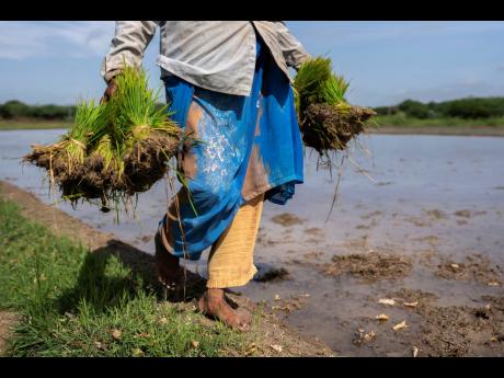 
A woman carries rice saplings for replanting in a paddy field at Hampapuram village in Anantapur district in the southern state of Andhra Pradesh, India. Countries are frantically buying rice in anticipation of scarcity when the El Niño hit, creating a s