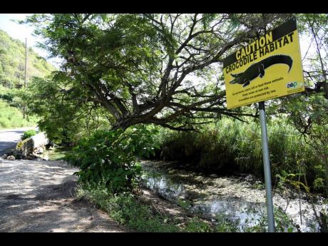 Crocodiles are present in several sections of the mid-island parish of Clarendon, including Salt River. In Farquhar Beach, farmers are concerned that the reptile is threatening their livelihoods by frequently snatching their roaming goats.