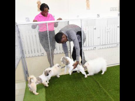 Damion Francis (right) and Timeka Wright (left) tend to dogs in their care at Renee’s Palace Pet Resort in Portmore yesterday.