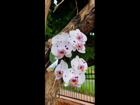 Beautiful phalaenopsis orchids in full bloom in Najwa’s Garden.
