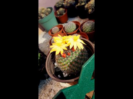 According to Harrison, the mammillaria beneckei or fishhook cactus, which rocks a vibrant yellow flower crown, is native to Mexico. This cactus does well in full sunlight or bright direct light.