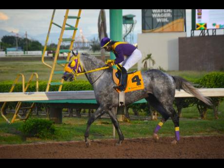 DUKE, being ridden by Robert Halledeen, goes on a trot after winning the Cash Pot ‘Super Dash’ Trophy at Caymanas Park on Saturday, October 29, 2022. 
