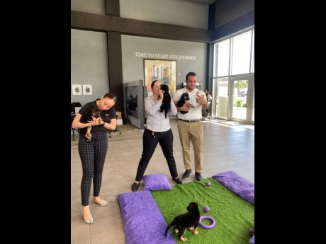 From left: Melissa Bailey, sales manager; Danielle Lee, sales administrator; and Brandon Fernandez, sales executive at MINI Jamaica, took a ‘paws’ in their workday to relax at True Pet’s puppy therapy session, held recently at the MINI Kingston showr