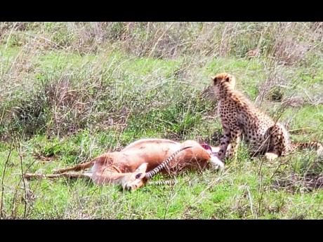 The cheetah takes down the impala.