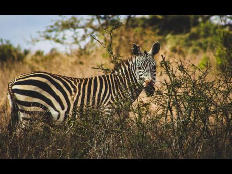 Grazing in harmony, the zebra’s stripes tell tales of resilience and unity.